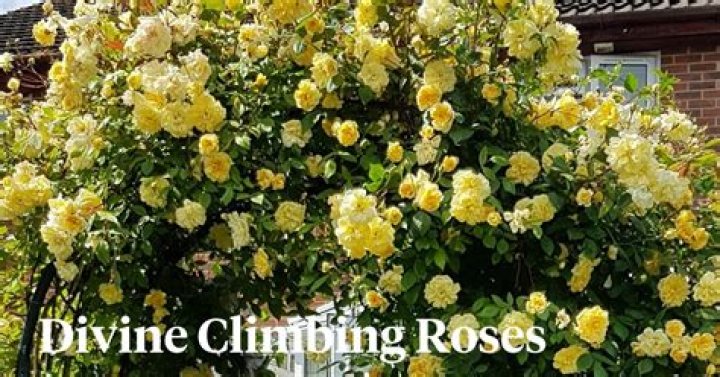 Are climbing roses high maintenance?